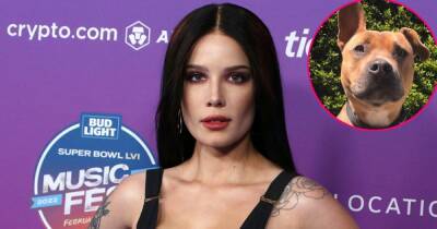 Halsey Mourns the Death of Beloved Dog Jagger: ‘This Has Been The Worst Week of My Life’ - www.usmagazine.com - New Jersey