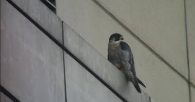 Drone will find perfect nesting place for rare falcons at Media City - www.manchestereveningnews.co.uk - Manchester - city Media