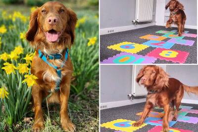 I taught my cocker spaniel to play hopscotch — and it’s his ‘hardest trick yet’ - nypost.com - Scotland - city Aberdeen, Scotland - county Anderson