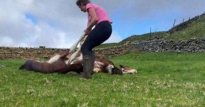 Our Yorkshire Farm’s Amanda Owen shares unbelievable birth video as she welcomes new addition to the family - www.msn.com