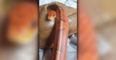 Couple stunned after missing pet snake Mikey turns up SIX MONTHS later outside their old front door - www.manchestereveningnews.co.uk - Manchester