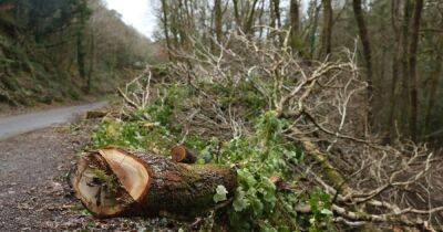 West Lothian faces £12m bill to cut down diseased trees - www.dailyrecord.co.uk - Scotland - county Livingston