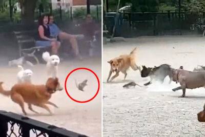 Rowdy rat sparks chaos at NYC dog park in slapstick viral video - nypost.com - New York - New York
