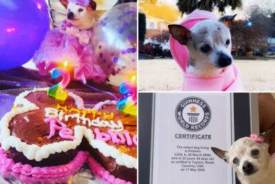 Meet the new world’s oldest living dog, Pebbles the toy fox terrier - nypost.com - Taylor - South Carolina