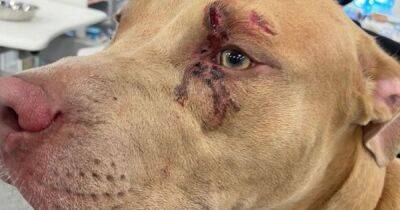 Cruel pet owner punched pup in the face and let it walk in front of a train - www.manchestereveningnews.co.uk - county Lancaster