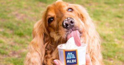 Aldi launches ice cream for dogs with two flavours – just in time for the heatwave - www.ok.co.uk - Britain - Scotland - city Brighton