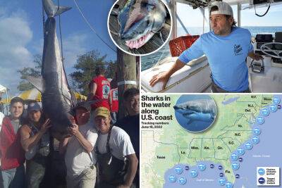 NYC’s shark boss battles real-life Jaws as sightings, attacks hit record highs - nypost.com - county Nassau