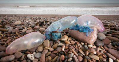 Warning over 'killer' jellyfish that look like 'plastic bags' set to invade UK beaches - www.dailyrecord.co.uk - Britain - Portugal