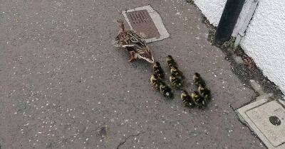 Heartwarming moment bus driver guides ducklings and mother to safety in Scots town - www.dailyrecord.co.uk - Scotland - Ukraine - Poland - Beyond