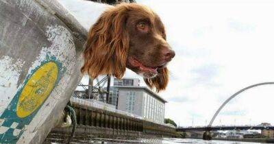 Scotland's only underwater sniffer dog retires after 11 years - www.dailyrecord.co.uk - Scotland