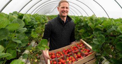 Growing a sweet and sustainable success with Lidl strawberries - www.dailyrecord.co.uk - Britain - Scotland - Ireland