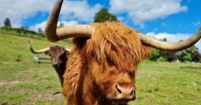Win a family trip to Blair Drummond Safari Park and see the new highland cows - www.dailyrecord.co.uk - Scotland