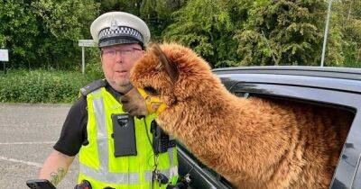 Scots road cops greeted by alpaca while conducting vehicle checks - www.dailyrecord.co.uk - Scotland