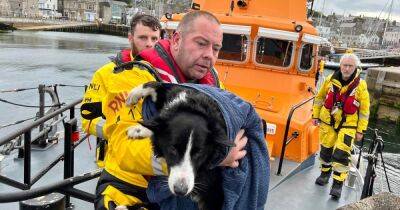 Dog miraculously survives after falling down 30ft cliff at Ness of Sound - www.dailyrecord.co.uk - Scotland - Beyond