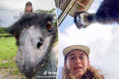 Meet Emmanuel, the camera-friendly emu taking over TikTok - nypost.com