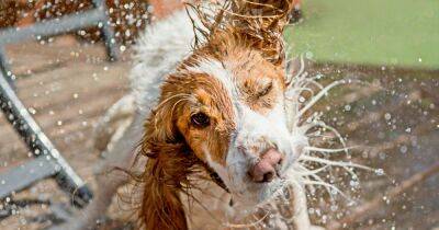 How to keep your dog and other pets cool amid scorching UK heatwave - www.ok.co.uk - Britain - France