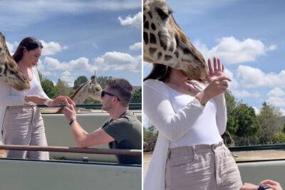 Woman left in neck brace after safari park proposal goes wildly wrong - nypost.com