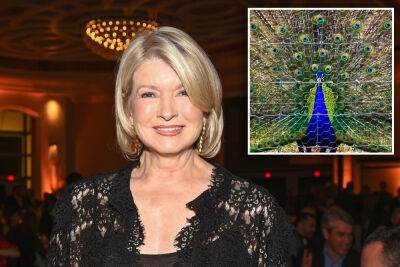 Martha Stewart’s pet peacocks ‘devoured’ by coyotes at Connecticut home - nypost.com - state Connecticut