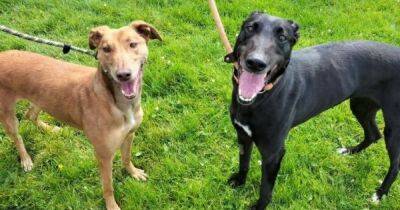 Scottish SPCA Centre in Milton appeals for food for dogs in care - www.dailyrecord.co.uk - Scotland - Centre