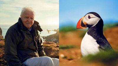 Sir David Attenborough to Host New Five-Part BBC Nature Series ‘Wild Isles’ - variety.com - Britain - Ireland