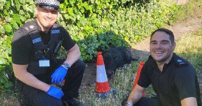 Police apprehend PIG caught acting like a swine through gardens - www.manchestereveningnews.co.uk - Manchester - city Sanctuary