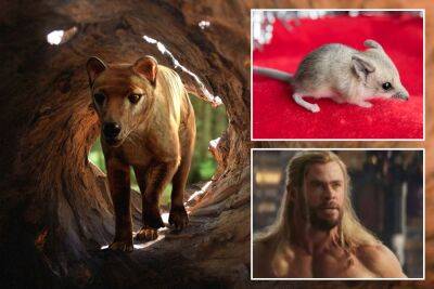 Chris Hemsworth hypes revival of extinct, ‘iconic’ Tasmanian tiger - nypost.com - Australia - city Melbourne