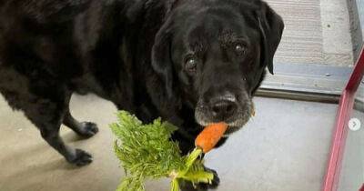 Laura Dern's 'miracle dog' has died - www.msn.com - county Howard - county Dallas