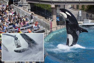 SeaWorld denies creating giant ‘Jurassic World’-style orcas - nypost.com