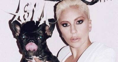 Lady Gaga's alleged dognapper arrested again - www.msn.com - France - Los Angeles - USA