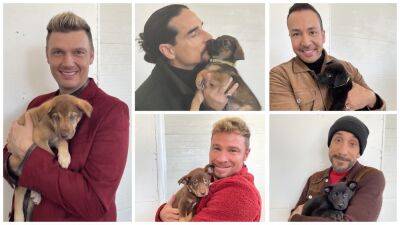 Tennessee shelter puppies share namesake with Backstreet Boys after special visit - www.foxnews.com - Spain - Nashville - Tennessee - city Madrid, Spain