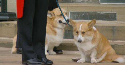 Viewers in tears as Queen's corgis brought out to watch her coffin procession in Windsor - www.manchestereveningnews.co.uk - county Windsor - city Sandy