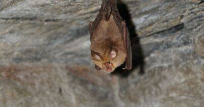 Warning over Russian 'bat virus' which could 'resist Covid vaccines and infect humans' - www.dailyrecord.co.uk - Scotland - Russia - state Washington
