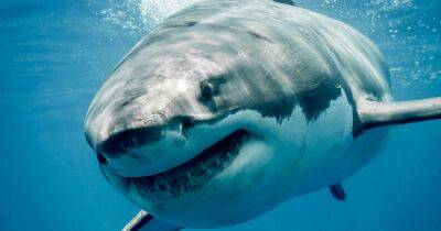 Woman killed by great white shark as she went out for early morning swim - www.dailyrecord.co.uk - South Africa - Beyond