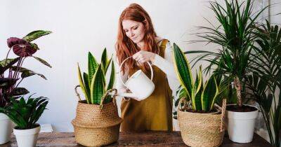 Seven houseplants that get rid of dust and keep the air clean in your home - www.dailyrecord.co.uk