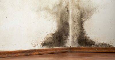 Experts reveal one thing you should never do to get rid of mould in your home - www.dailyrecord.co.uk