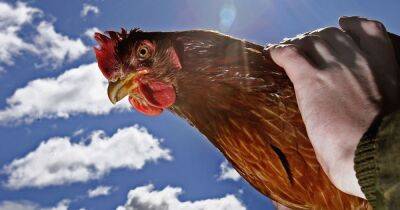 Fears raised over bird to human transmission of avian flu sparking new pandemic - www.dailyrecord.co.uk - Britain - Scotland - USA - Centre - state Massachusets