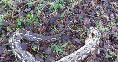 Three huge Boa Constrictors found dead at Scots loch next to rubbish bags - www.dailyrecord.co.uk - Scotland - Beyond