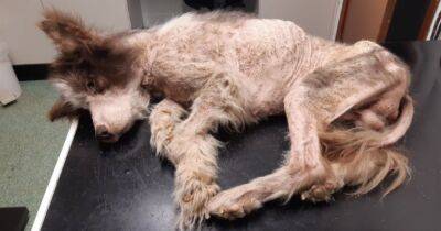 Cruel Scots couple left elderly bald dog to starve and neglected two cats - www.dailyrecord.co.uk - Scotland - Beyond