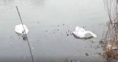 Eight swans die at Scots park in bird flu outbreak which 'could impact their population' - www.dailyrecord.co.uk - Scotland