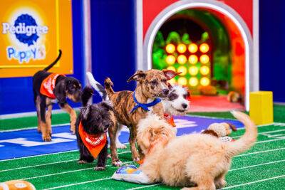 Animal Planet’s Puppy Bowl To Be Simulcast On Discovery Channel, TBS, HBO Max & Discovery+ In WBD Synergy Move - deadline.com - USA - Egypt - Dominica - county Levy