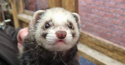 Influx of 'overlooked' ferrets sparks desperate bid to rehome pets in Ayrshire - www.dailyrecord.co.uk - Scotland