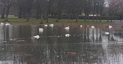 Bird flu outbreak at Scots park kills 22 swans as council issue warning - www.dailyrecord.co.uk - Scotland
