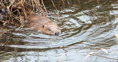 Family of beavers have been successfully moved to Loch Lomond National Nature Reserve - www.dailyrecord.co.uk - Scotland
