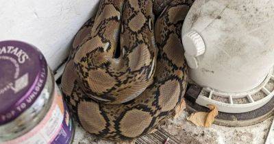 Shocked family find huge 5ft python curled up asleep on their boiler - www.dailyrecord.co.uk