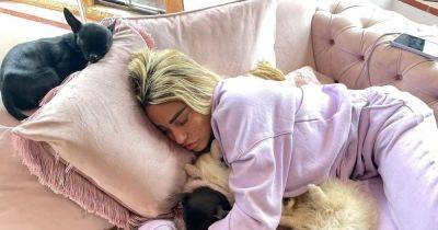 Katie Price snuggles with her pet dogs as she’s accused of selling them for thousands - www.ok.co.uk - Germany