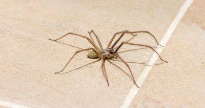 Spider expert shares five ways to prevent an infestation in your home this autumn - www.dailyrecord.co.uk - Britain