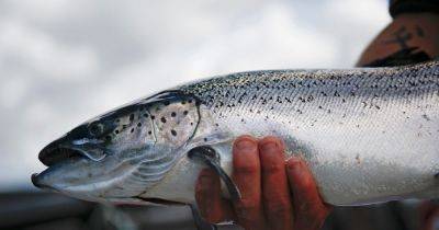 Scottish salmon production plunged by a fifth last year amid record fish farm deaths - www.dailyrecord.co.uk - Britain - Scotland