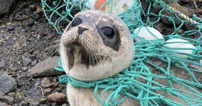 Hero rescuers save life of seal pup trapped in fishing net in the Hebrides - www.dailyrecord.co.uk - Britain - Scotland - Beyond