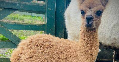 Adorable baby alpaca at West Lothian animal attraction limps into visitors' hearts - www.dailyrecord.co.uk