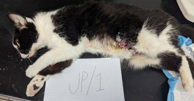 Cat had to be put down after one of 'worst cases of suffering' RSPCA officer had ever seen - www.manchestereveningnews.co.uk - Manchester